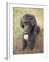 Standard Poodle-Mark Chivers-Framed Photographic Print