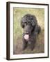 Standard Poodle-Mark Chivers-Framed Photographic Print