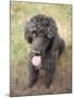Standard Poodle-Mark Chivers-Mounted Photographic Print