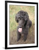 Standard Poodle-Mark Chivers-Framed Photographic Print