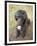 Standard Poodle-Mark Chivers-Framed Photographic Print