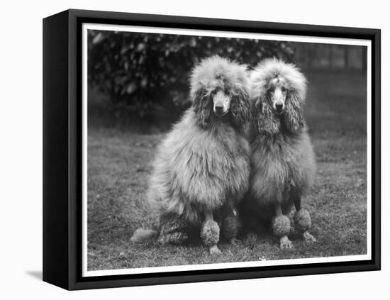 Standard Poodle-null-Framed Stretched Canvas