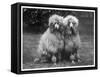 Standard Poodle-null-Framed Stretched Canvas