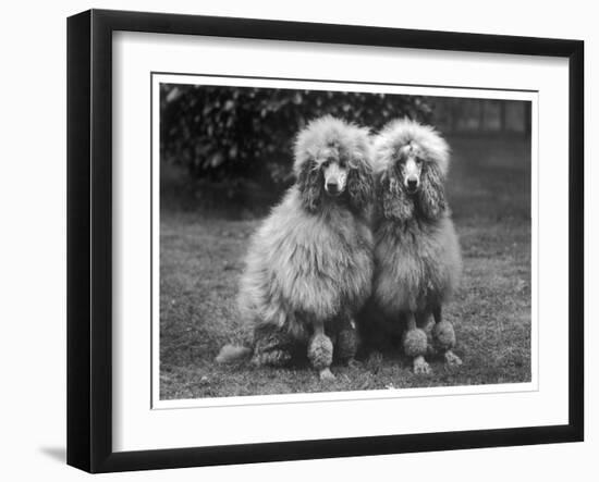 Standard Poodle-null-Framed Premium Photographic Print