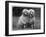 Standard Poodle-null-Framed Premium Photographic Print