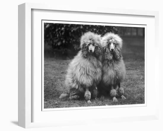 Standard Poodle-null-Framed Premium Photographic Print
