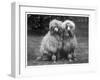 Standard Poodle-null-Framed Premium Photographic Print