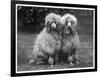 Standard Poodle-null-Framed Photographic Print