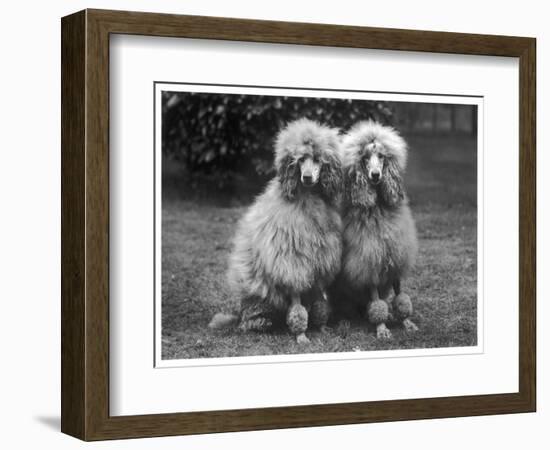 Standard Poodle-null-Framed Photographic Print