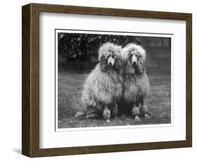 Standard Poodle-null-Framed Photographic Print