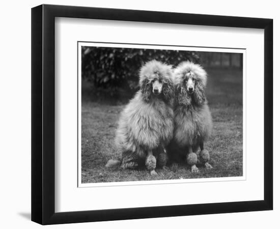 Standard Poodle-null-Framed Photographic Print