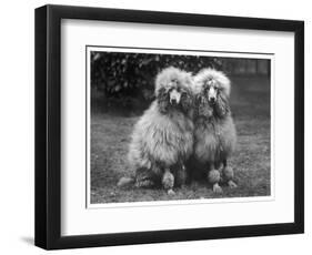 Standard Poodle-null-Framed Photographic Print