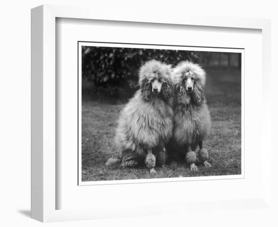 Standard Poodle-null-Framed Photographic Print
