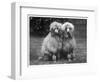 Standard Poodle-null-Framed Photographic Print