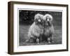 Standard Poodle-null-Framed Photographic Print