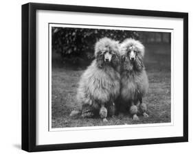 Standard Poodle-null-Framed Photographic Print