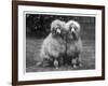 Standard Poodle-null-Framed Photographic Print