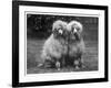 Standard Poodle-null-Framed Photographic Print