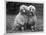 Standard Poodle-null-Mounted Photographic Print