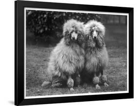 Standard Poodle-null-Framed Photographic Print