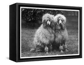 Standard Poodle-null-Framed Stretched Canvas