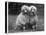 Standard Poodle-null-Stretched Canvas