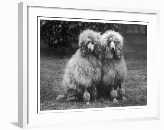 Standard Poodle-null-Framed Photographic Print