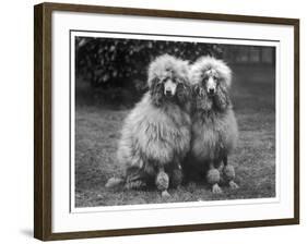 Standard Poodle-null-Framed Photographic Print