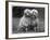 Standard Poodle-null-Framed Photographic Print