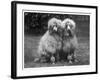 Standard Poodle-null-Framed Photographic Print