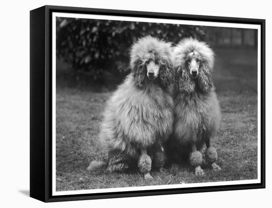 Standard Poodle-null-Framed Stretched Canvas