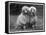 Standard Poodle-null-Framed Stretched Canvas