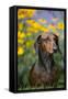 Standard Smooth-Coated Dachshund in Summer Garden Flowers, Monroe, Connecticut, USA-Lynn M^ Stone-Framed Stretched Canvas