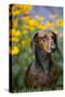 Standard Smooth-Coated Dachshund in Summer Garden Flowers, Monroe, Connecticut, USA-Lynn M^ Stone-Stretched Canvas