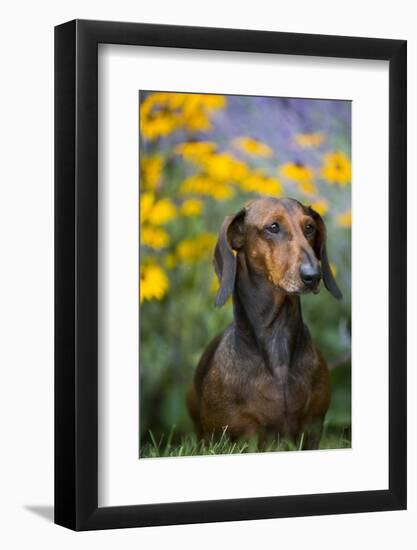 Standard Smooth-Coated Dachshund in Summer Garden Flowers, Monroe, Connecticut, USA-Lynn M^ Stone-Framed Photographic Print