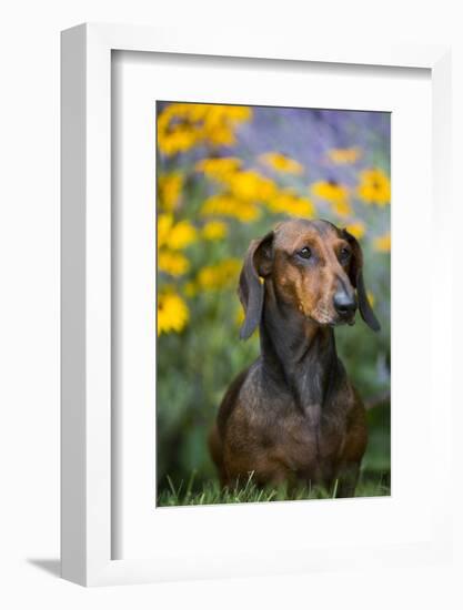 Standard Smooth-Coated Dachshund in Summer Garden Flowers, Monroe, Connecticut, USA-Lynn M^ Stone-Framed Photographic Print