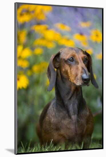 Standard Smooth-Coated Dachshund in Summer Garden Flowers, Monroe, Connecticut, USA-Lynn M^ Stone-Mounted Photographic Print