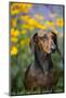 Standard Smooth-Coated Dachshund in Summer Garden Flowers, Monroe, Connecticut, USA-Lynn M^ Stone-Mounted Photographic Print
