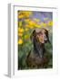 Standard Smooth-Coated Dachshund in Summer Garden Flowers, Monroe, Connecticut, USA-Lynn M^ Stone-Framed Photographic Print