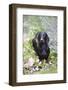 Standard Smooth-Coated Dachshund in Summer Garden Flowers, Monroe, Connecticut, USA-Lynn M^ Stone-Framed Photographic Print