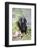 Standard Smooth-Coated Dachshund in Summer Garden Flowers, Monroe, Connecticut, USA-Lynn M^ Stone-Framed Photographic Print