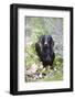 Standard Smooth-Coated Dachshund in Summer Garden Flowers, Monroe, Connecticut, USA-Lynn M^ Stone-Framed Photographic Print