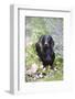 Standard Smooth-Coated Dachshund in Summer Garden Flowers, Monroe, Connecticut, USA-Lynn M^ Stone-Framed Photographic Print