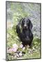 Standard Smooth-Coated Dachshund in Summer Garden Flowers, Monroe, Connecticut, USA-Lynn M^ Stone-Mounted Photographic Print