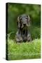 Standard Wire Haired Dachshund Sitting in Garden-null-Stretched Canvas