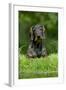 Standard Wire Haired Dachshund Sitting in Garden-null-Framed Photographic Print