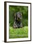 Standard Wire Haired Dachshund Sitting in Garden-null-Framed Photographic Print