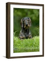 Standard Wire Haired Dachshund Sitting in Garden-null-Framed Photographic Print