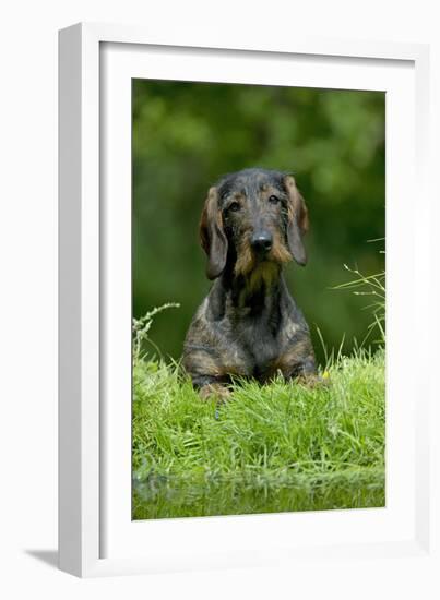 Standard Wire Haired Dachshund Sitting in Garden-null-Framed Photographic Print