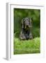 Standard Wire Haired Dachshund Sitting in Garden-null-Framed Photographic Print